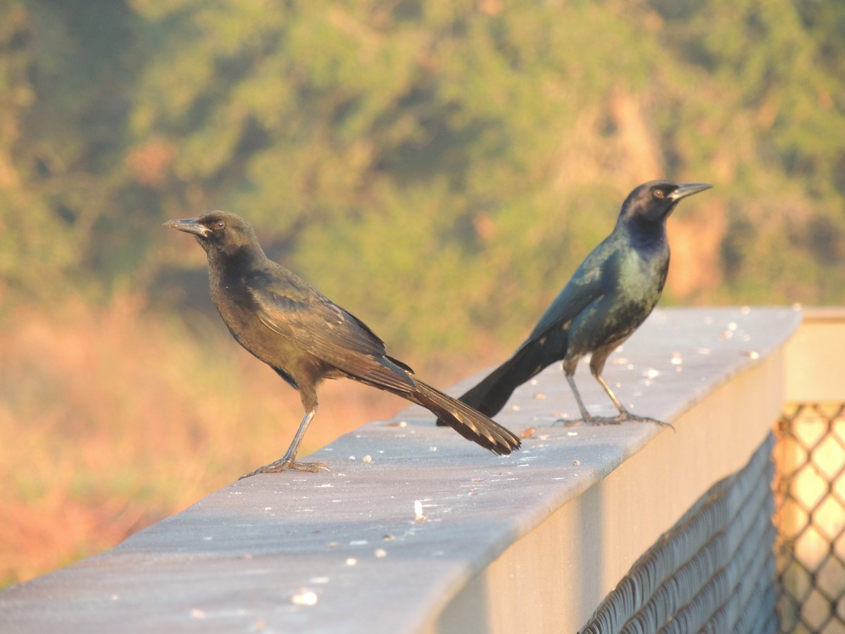 Лодкохвостый гракл - ML647148987