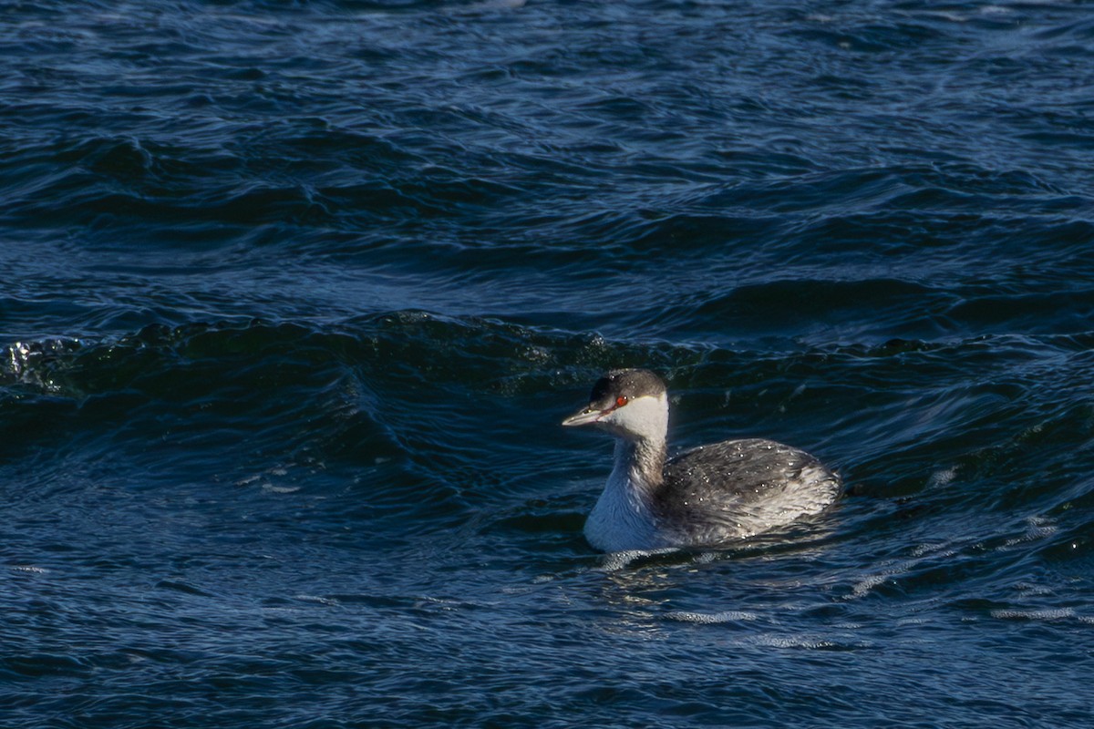 ミミカイツブリ - ML647148999