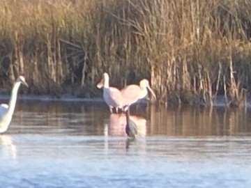 Roseate Spoonbill - ML647149001