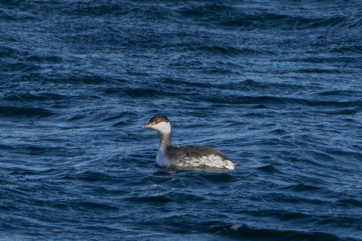 ミミカイツブリ - ML647149002