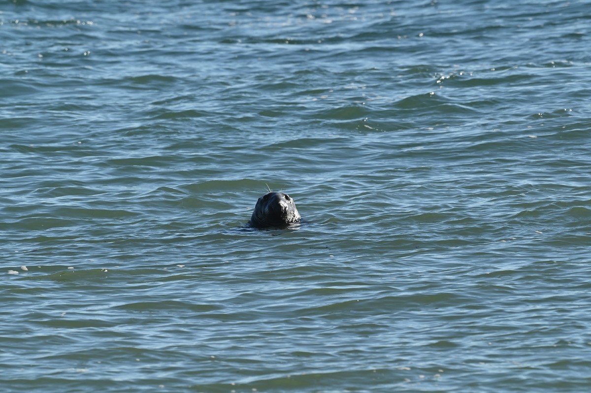 Atlantic Grey Seal - ML647149016