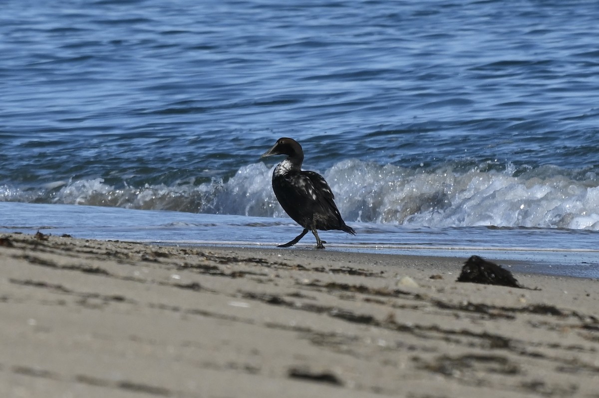 kajka mořská - ML647149043