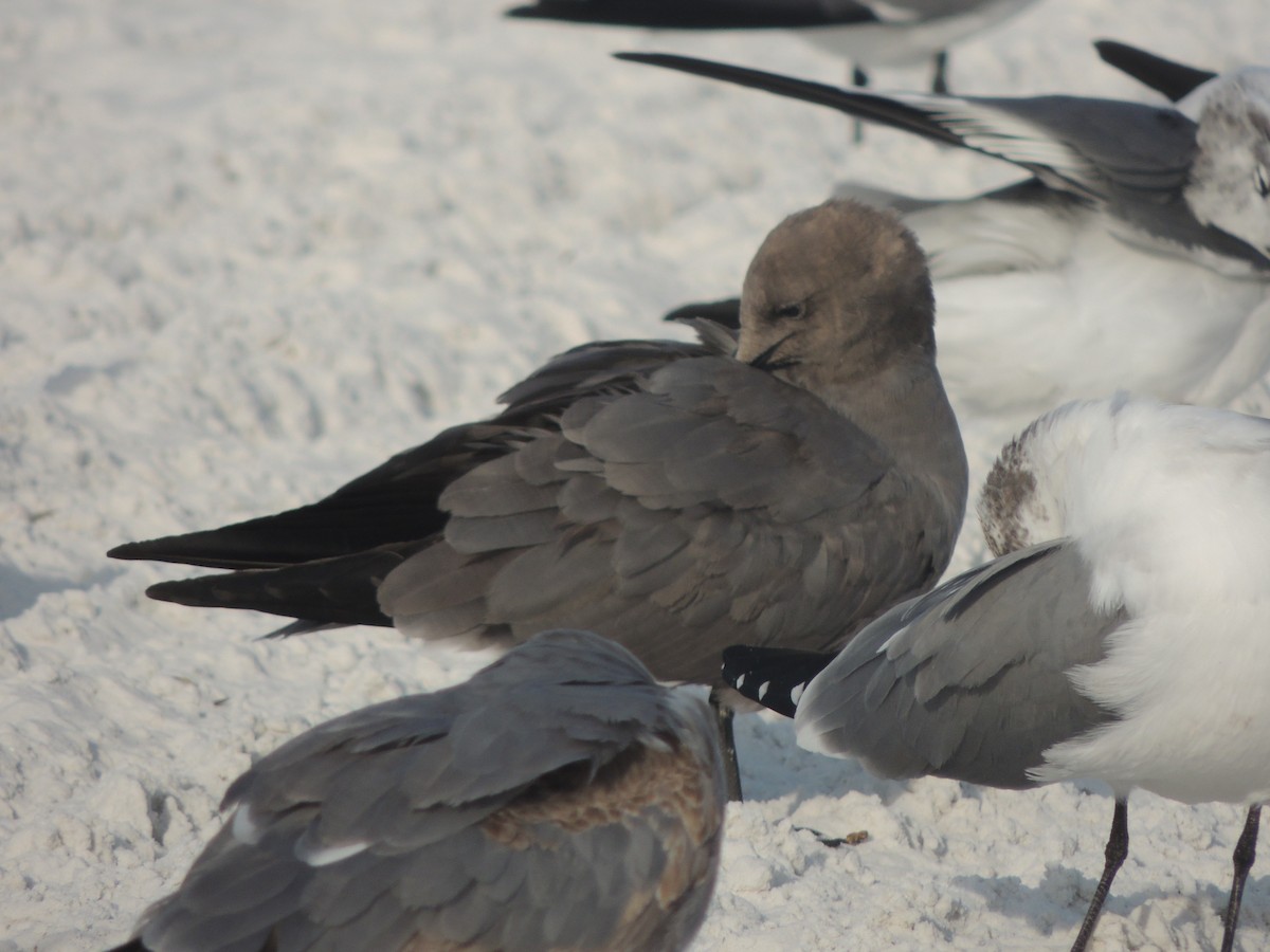 racek tmavý - ML647149089