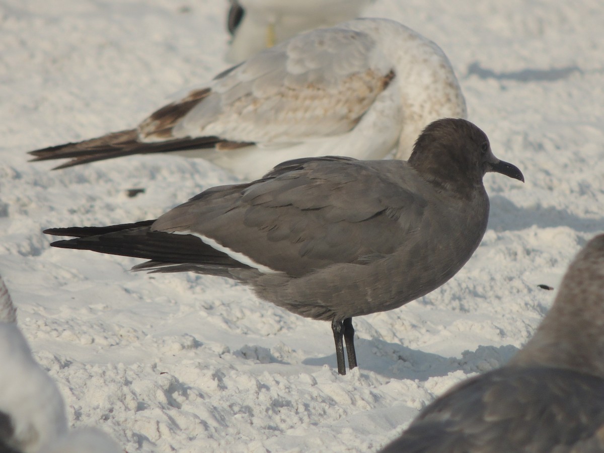 racek tmavý - ML647149090