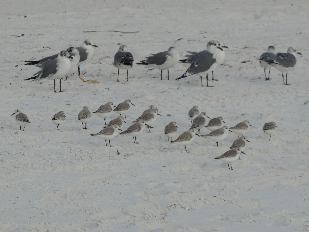 三趾濱鷸 - ML647149097