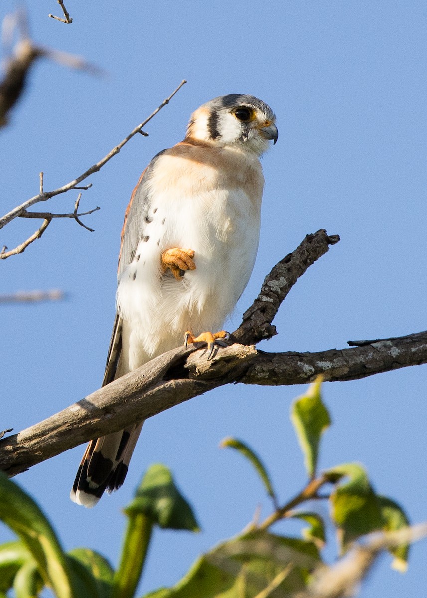 American Kestrel - ML647149131