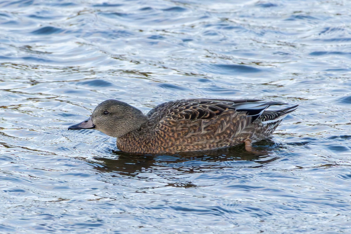 American Wigeon x Mallard (hybrid) - ML647149135