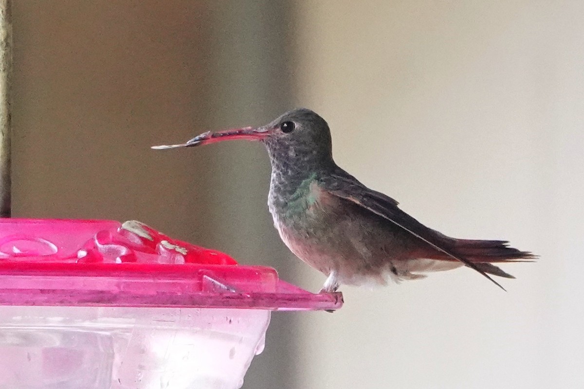 Buff-bellied Hummingbird - ML647149136