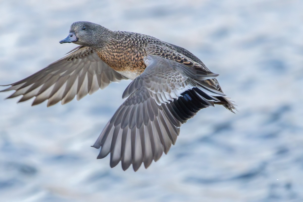 American Wigeon x Mallard (hybrid) - ML647149139