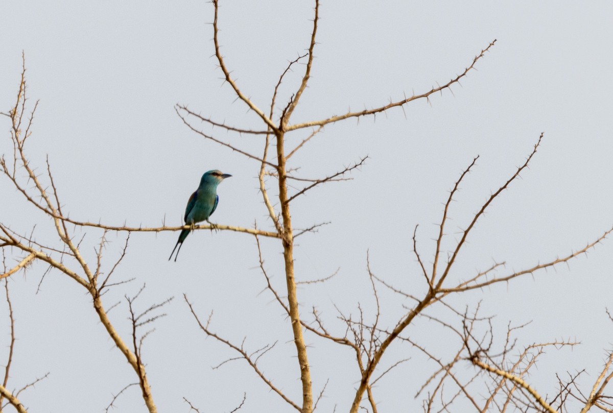 Abyssinian Roller - ML647149168