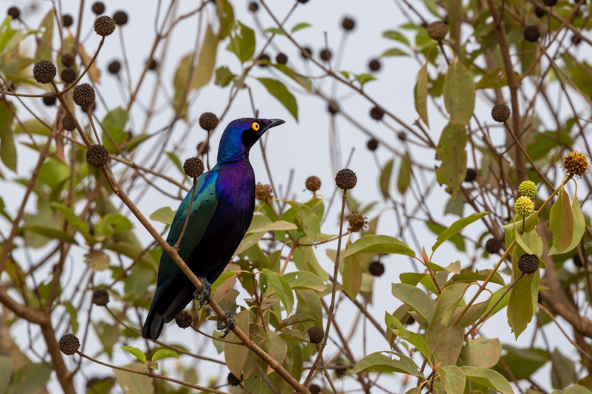 Purple Starling - ML647149188