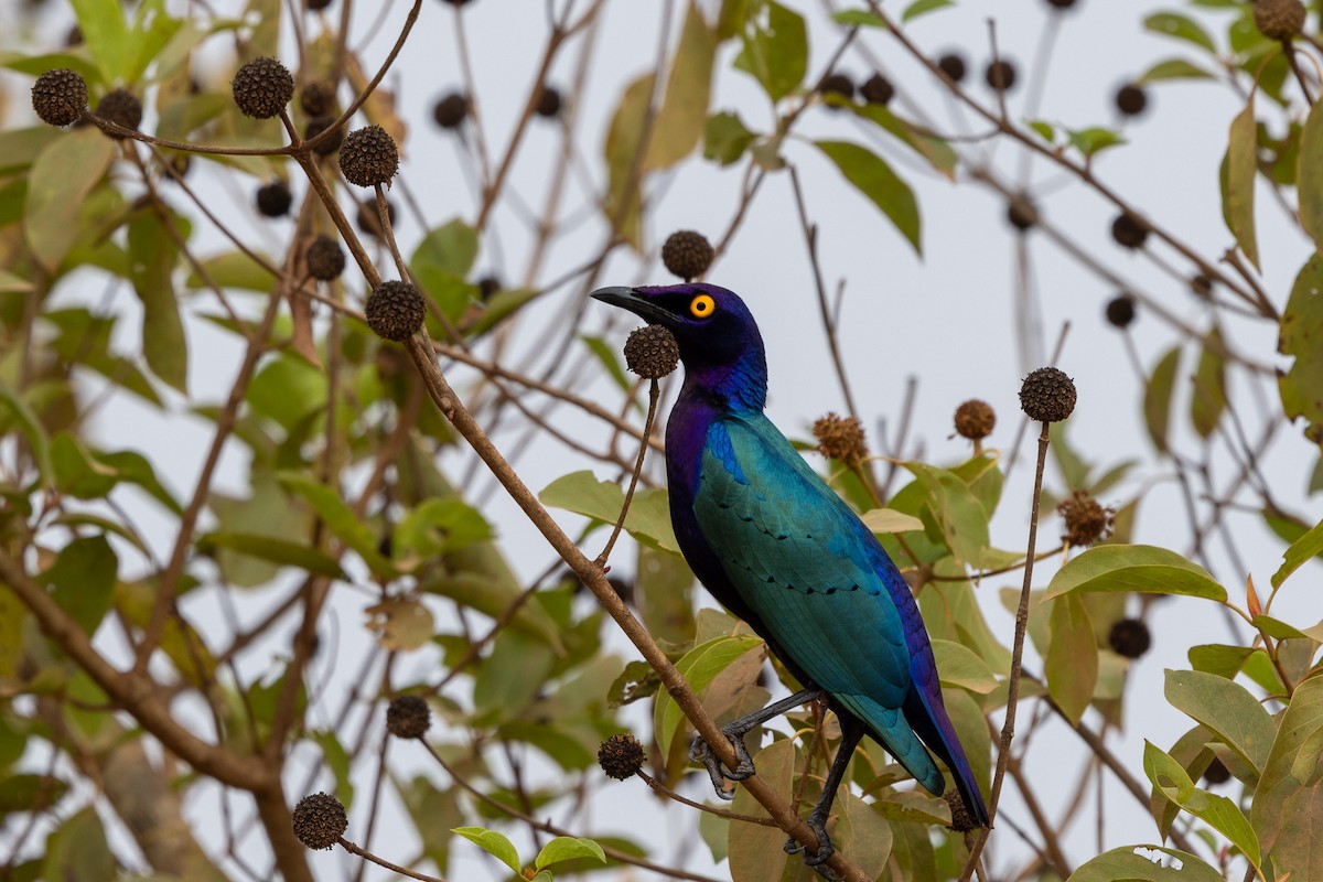 Purple Starling - ML647149190