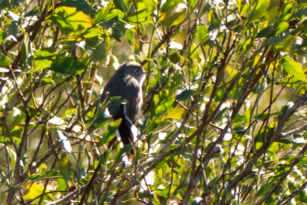 Blue-gray Gnatcatcher - ML647149212