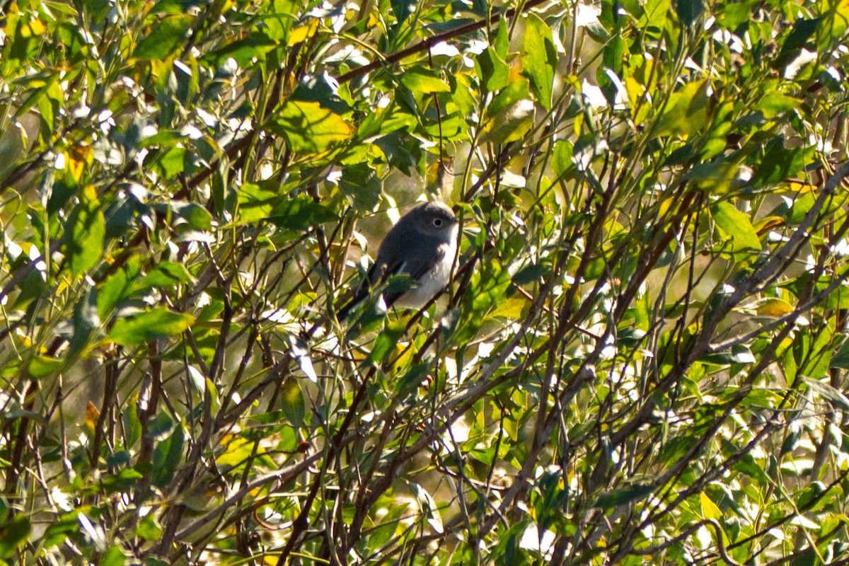Blue-gray Gnatcatcher - ML647149213