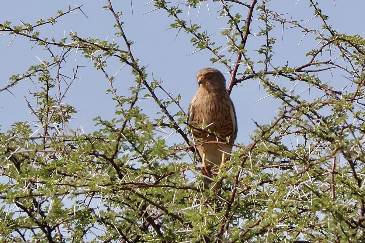 Greater Kestrel - ML647149232