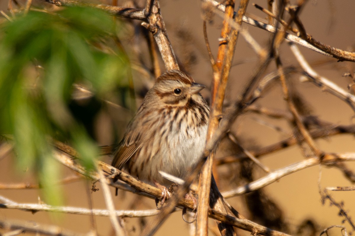 Song Sparrow - ML647149235