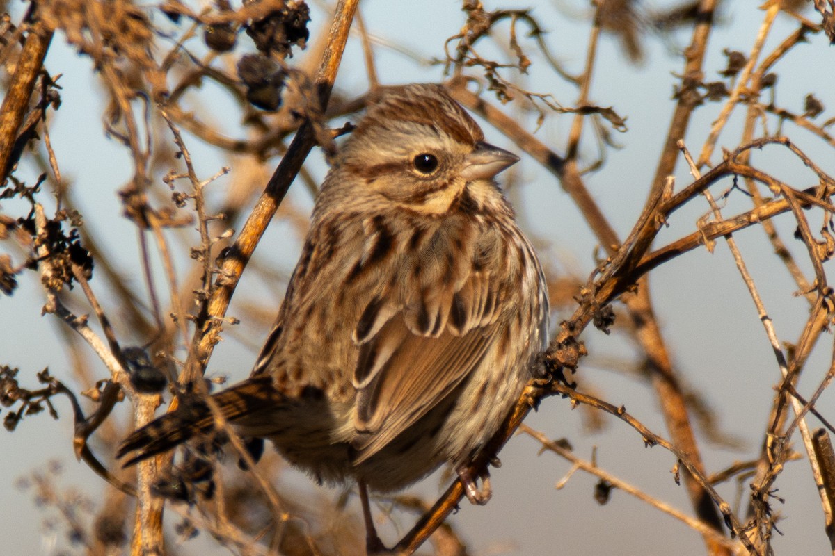 Song Sparrow - ML647149236