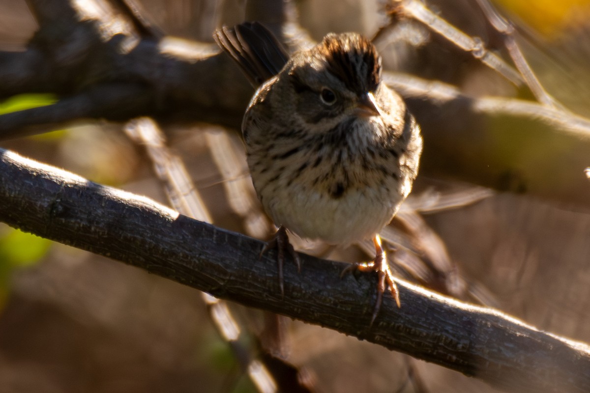 Lincoln's Sparrow - ML647149260