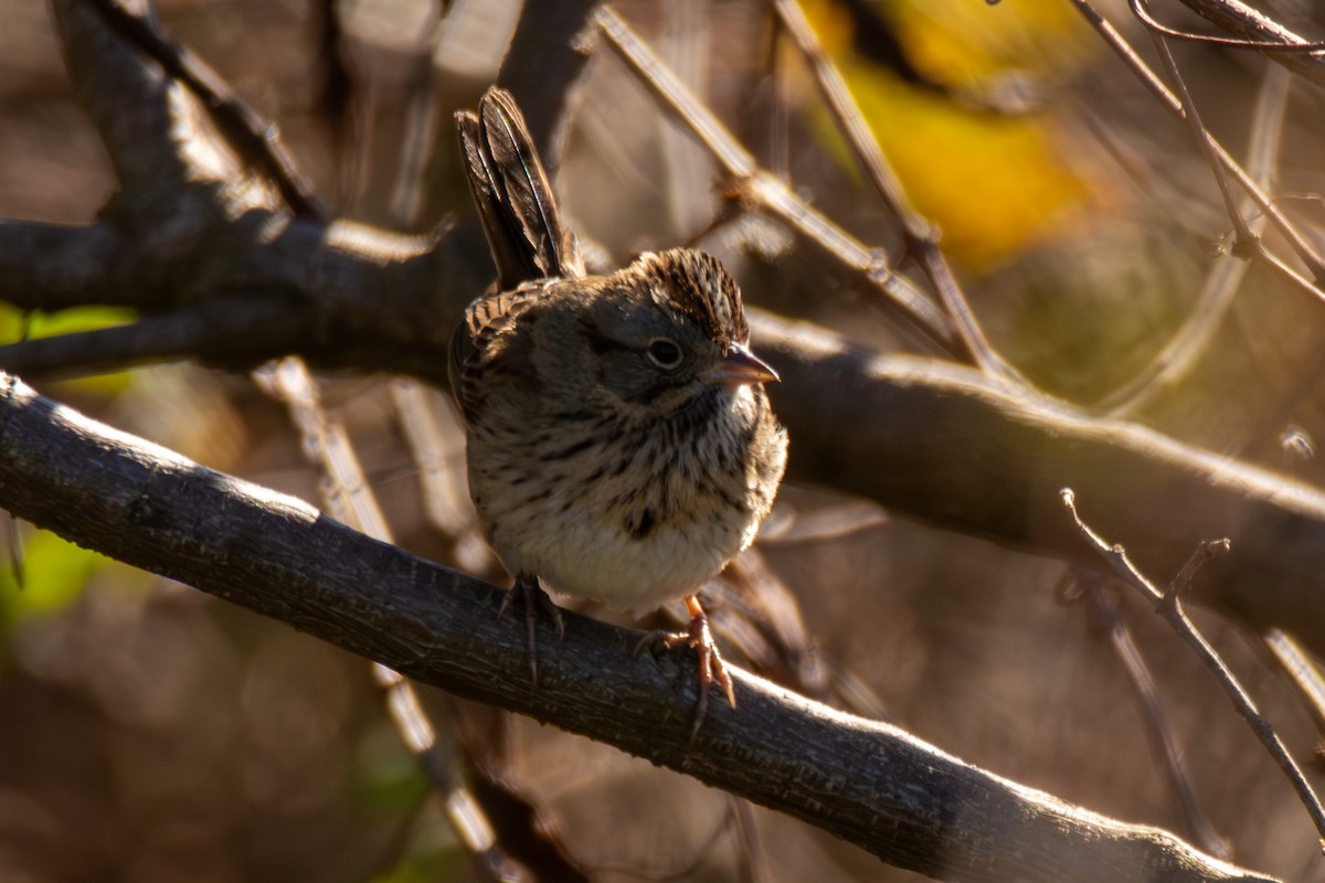 Lincoln's Sparrow - ML647149261