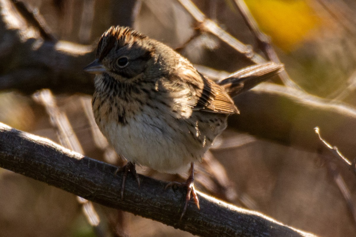 Lincoln's Sparrow - ML647149262