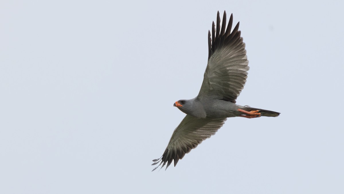 Тёмный певчий ястреб - ML647149270