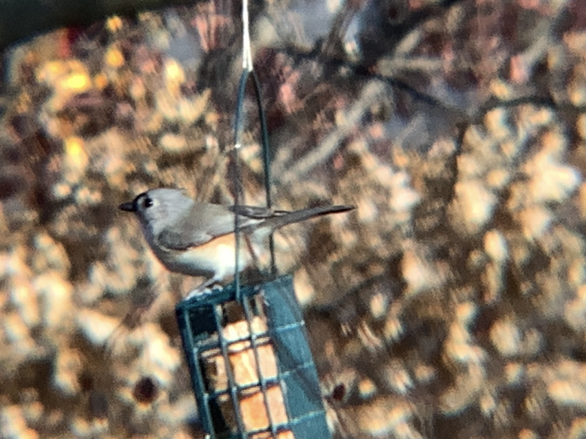 Tufted Titmouse - ML647149277
