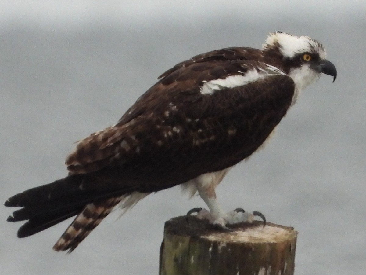 Osprey - ML647149282