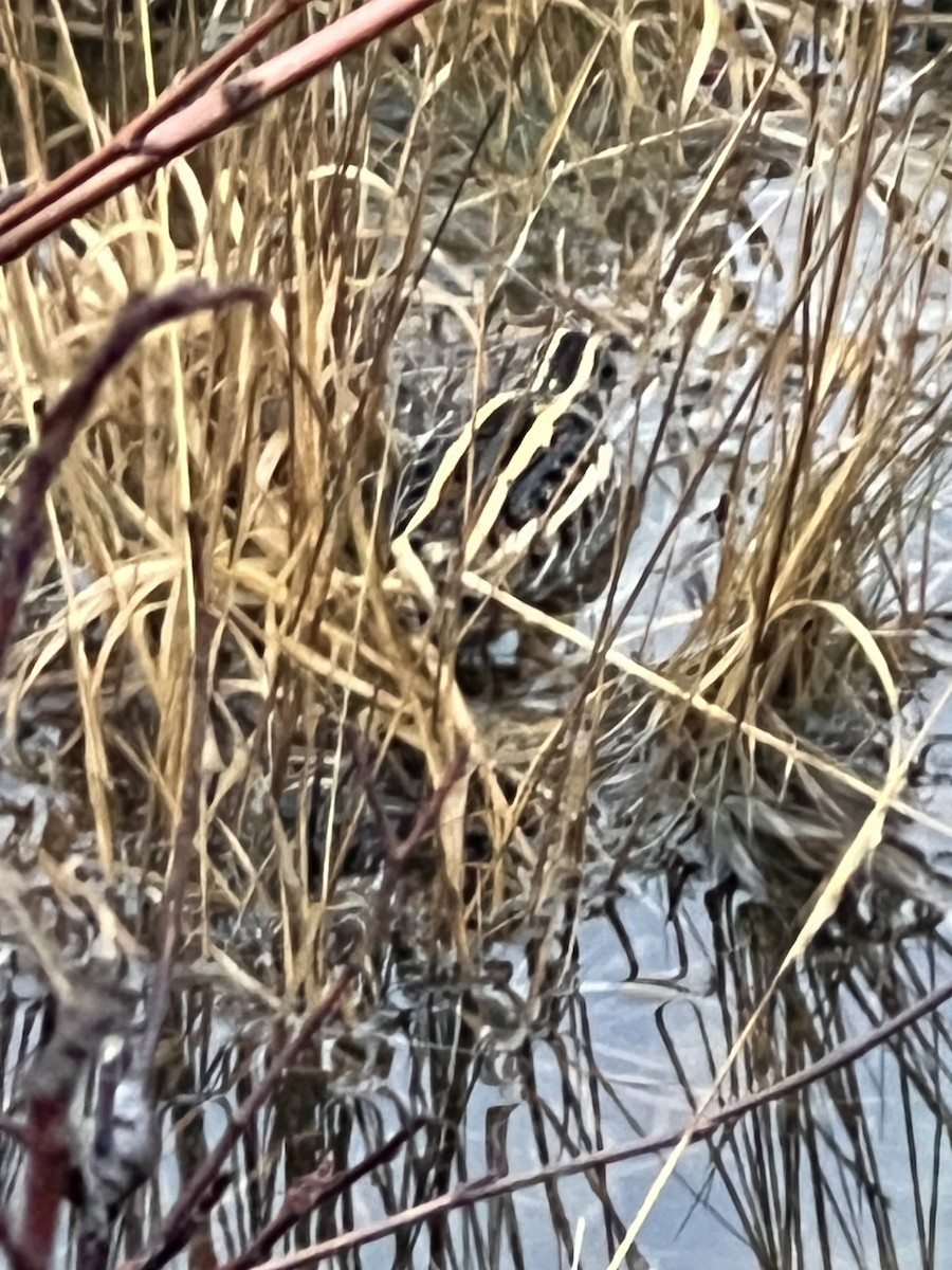 Jack Snipe - ML647149290