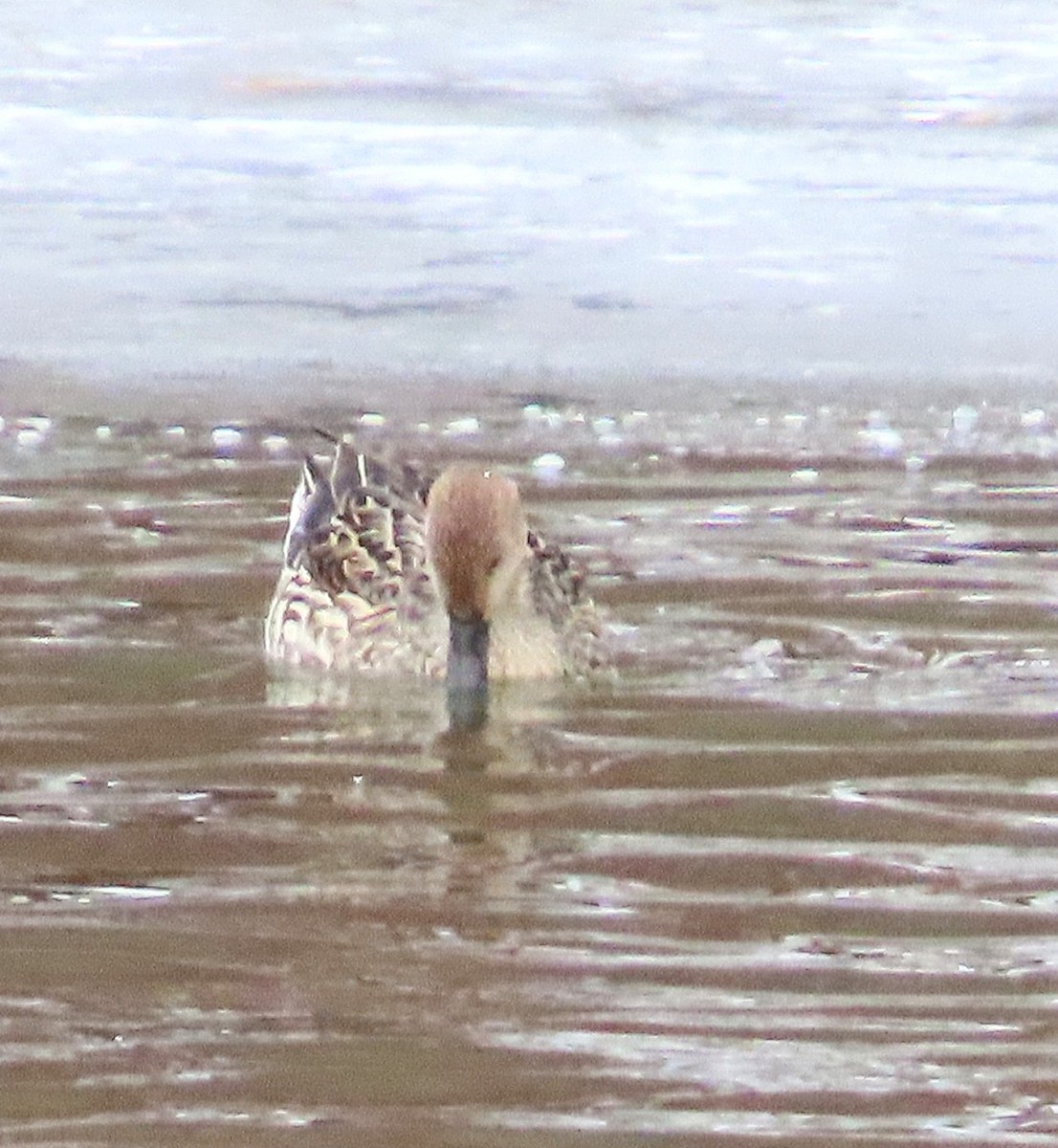 Northern Pintail - ML647149291