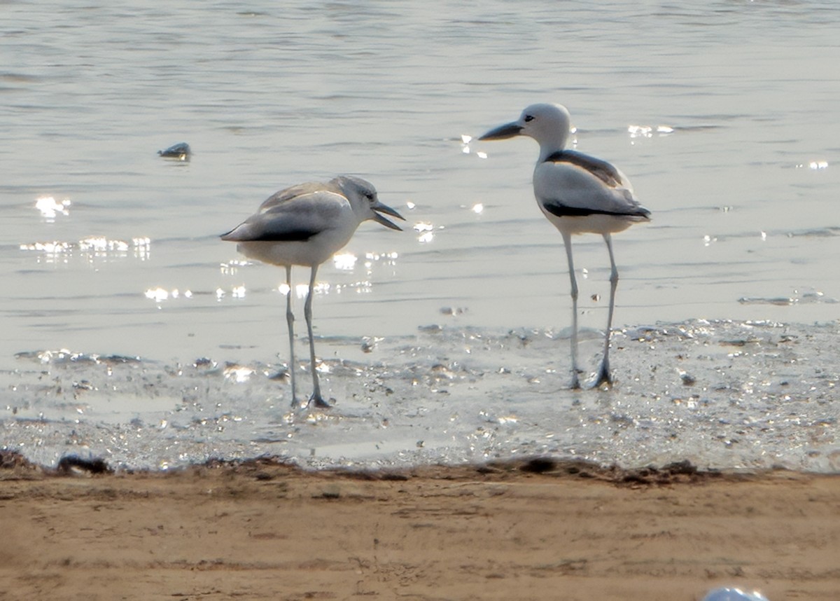 Crab-Plover - ML647149301