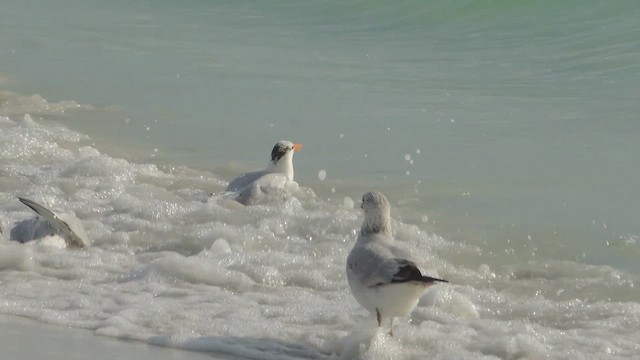 kongeterne - ML647149302