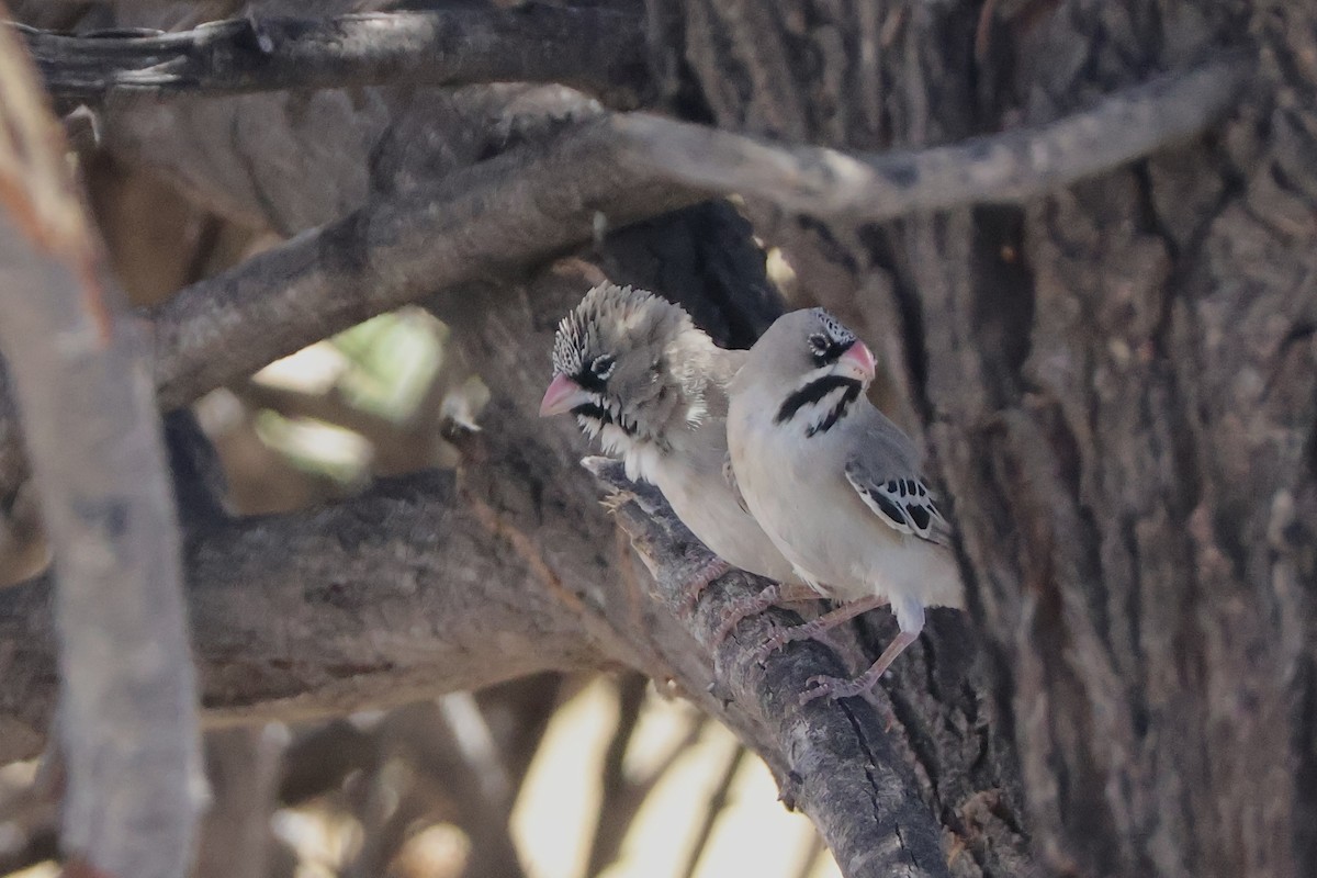 Scaly Weaver - ML647149310