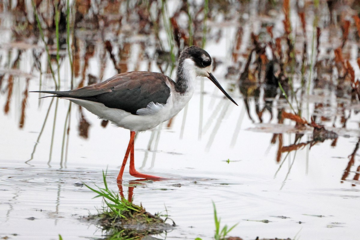 Black-necked Stilt - ML647149323