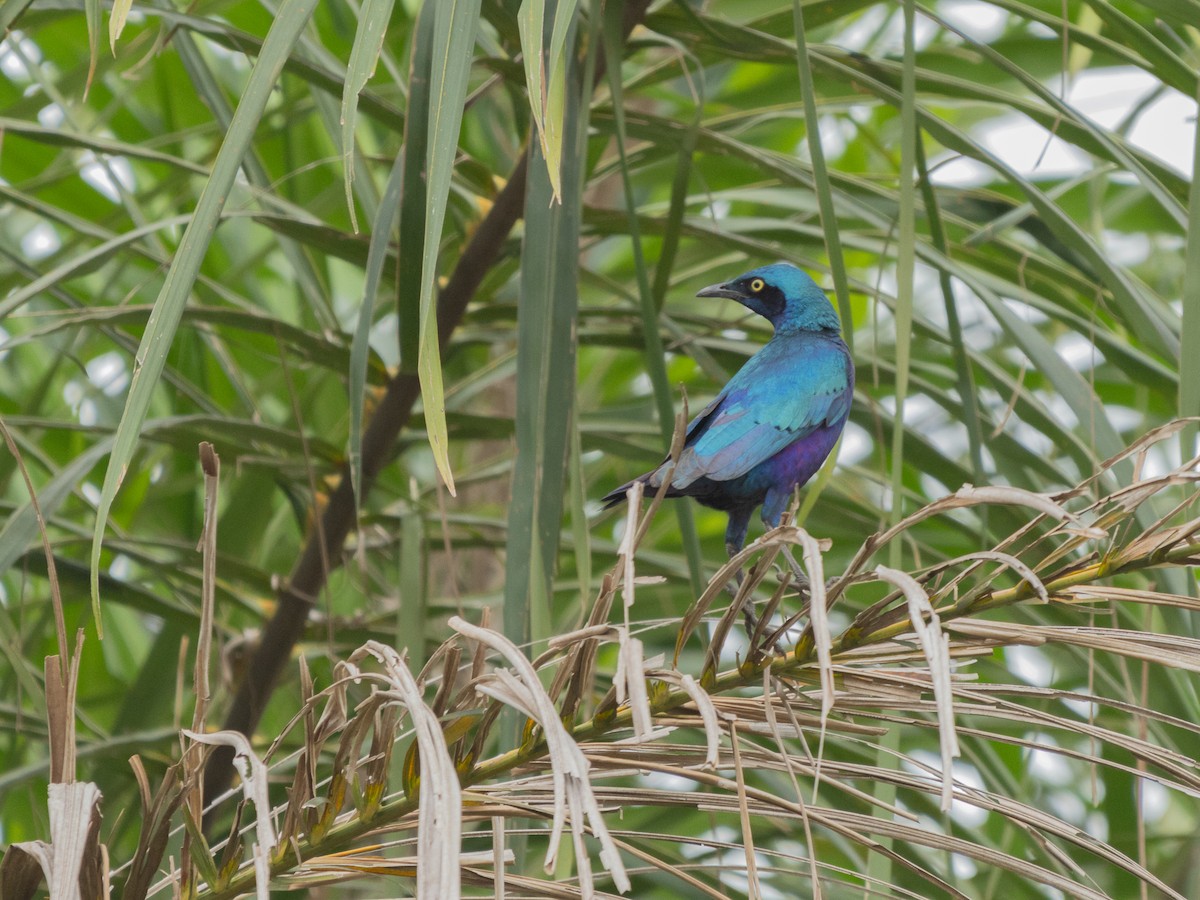 Greater Blue-eared Starling - ML647149326