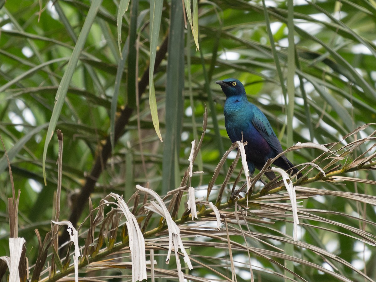Greater Blue-eared Starling - ML647149327