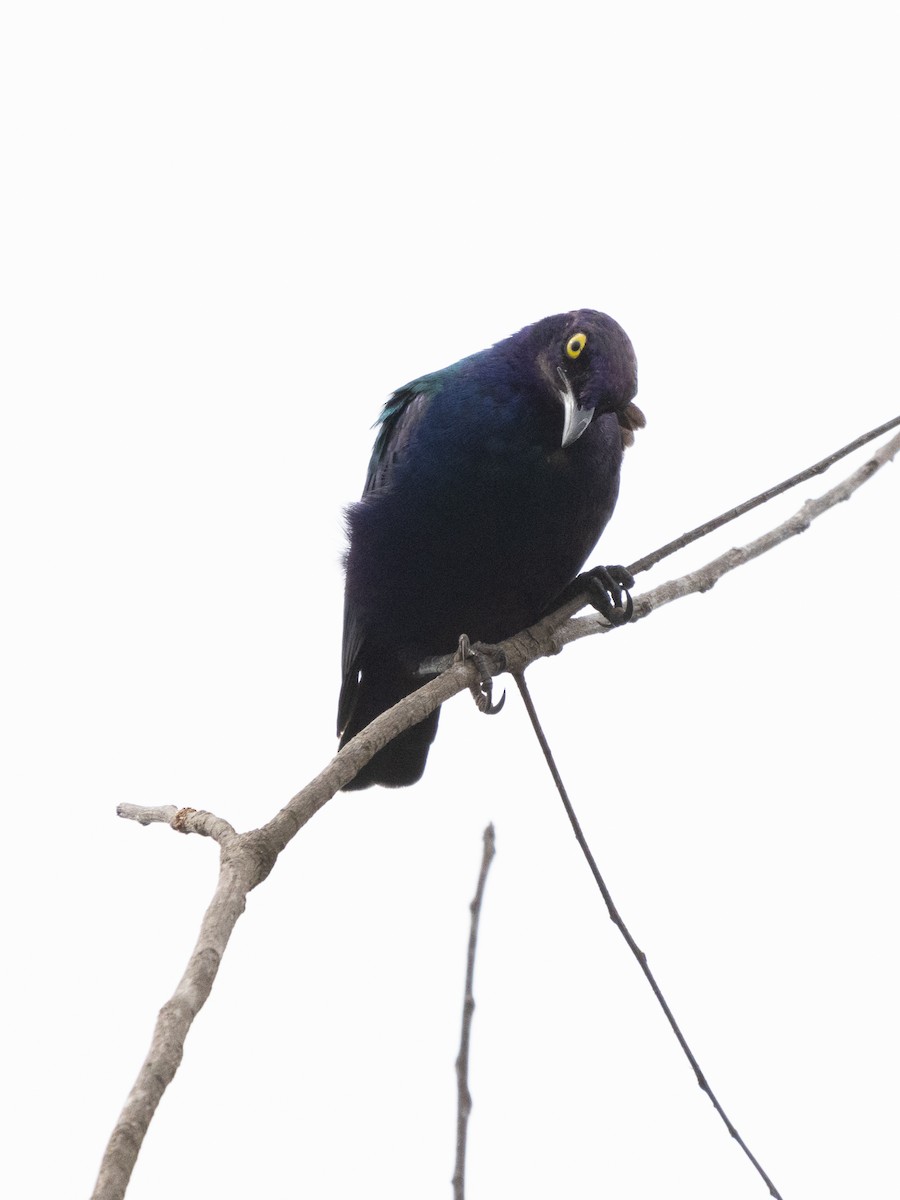 Purple Starling - ML647149331