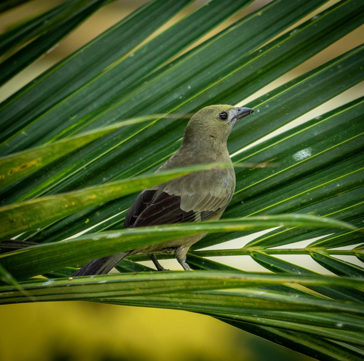 Palm Tanager - ML647149336
