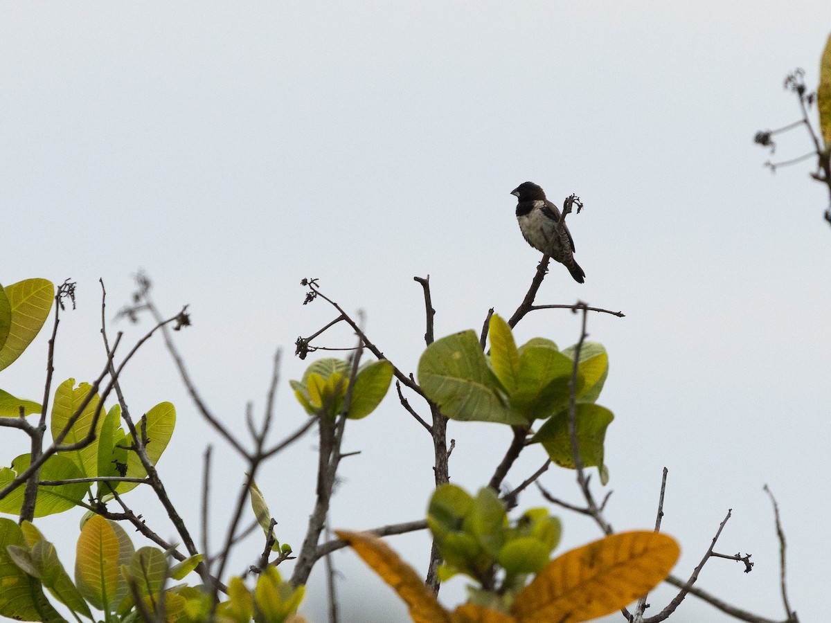 Bronze Mannikin - ML647149341
