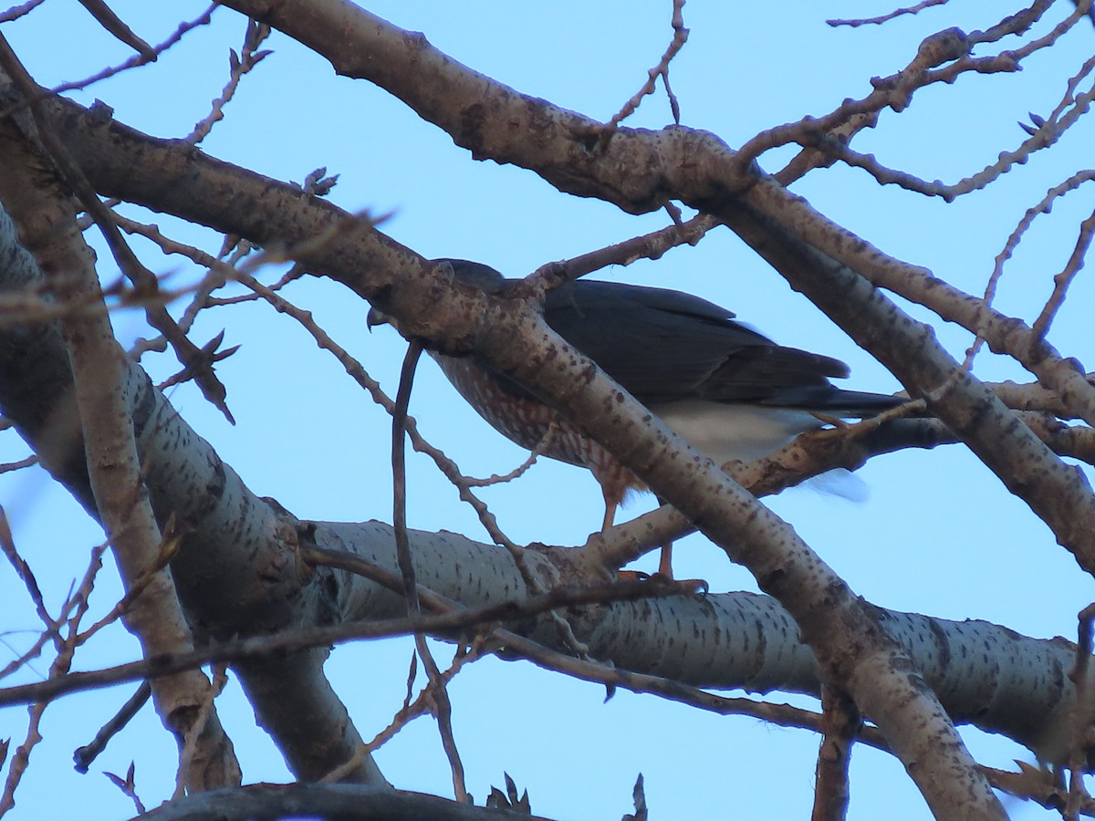 Cooper's Hawk - ML647149350