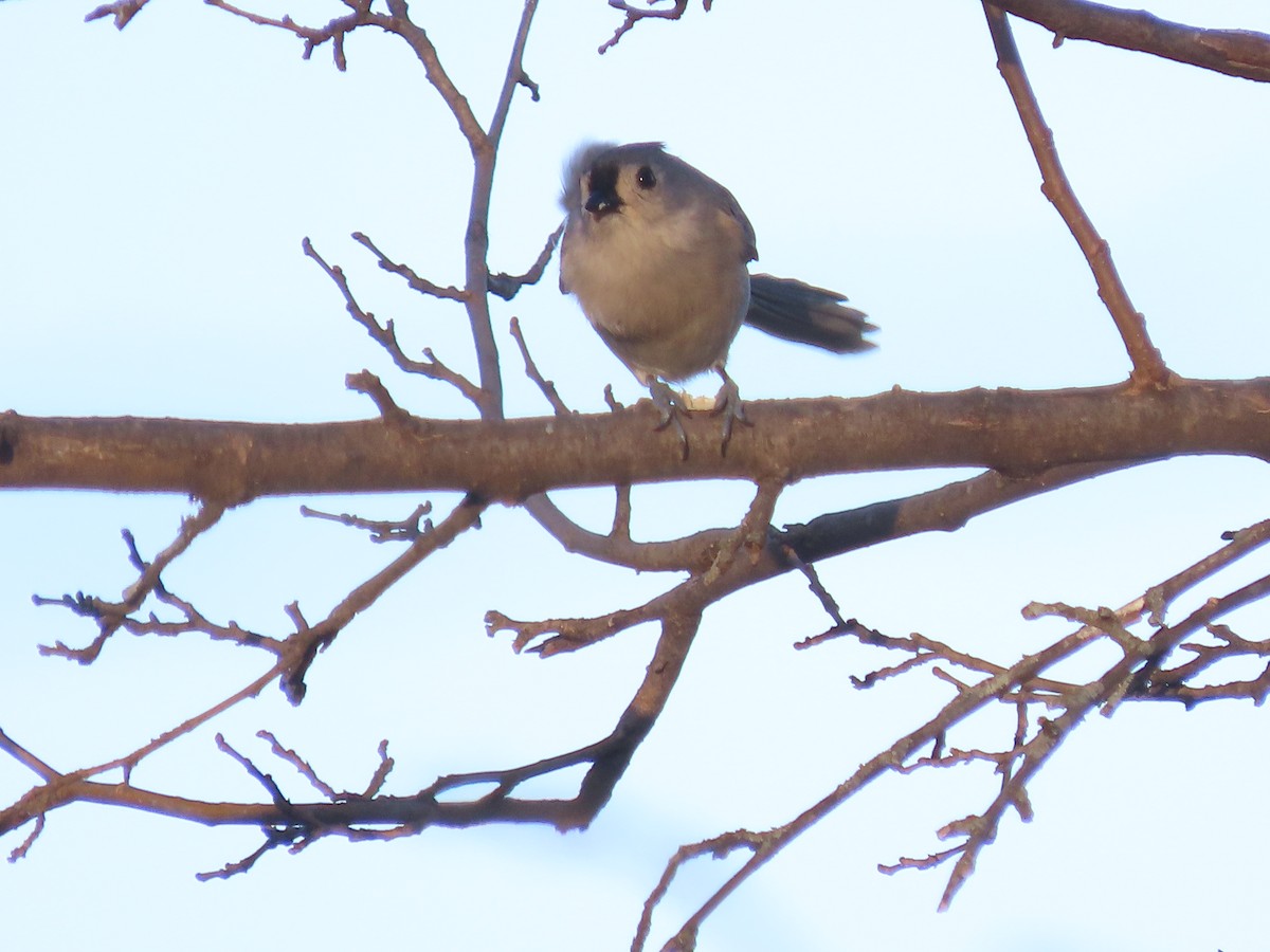 Tufted Titmouse - ML647149353