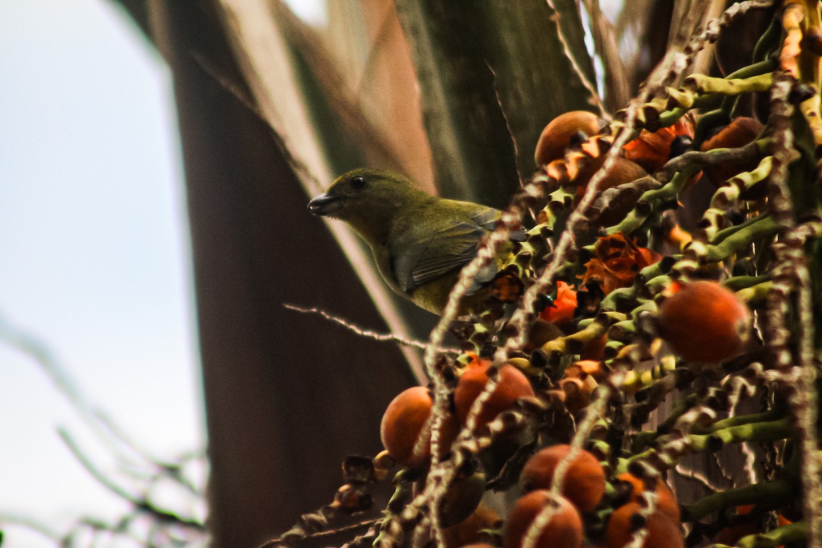 Violaceous Euphonia - ML647149366