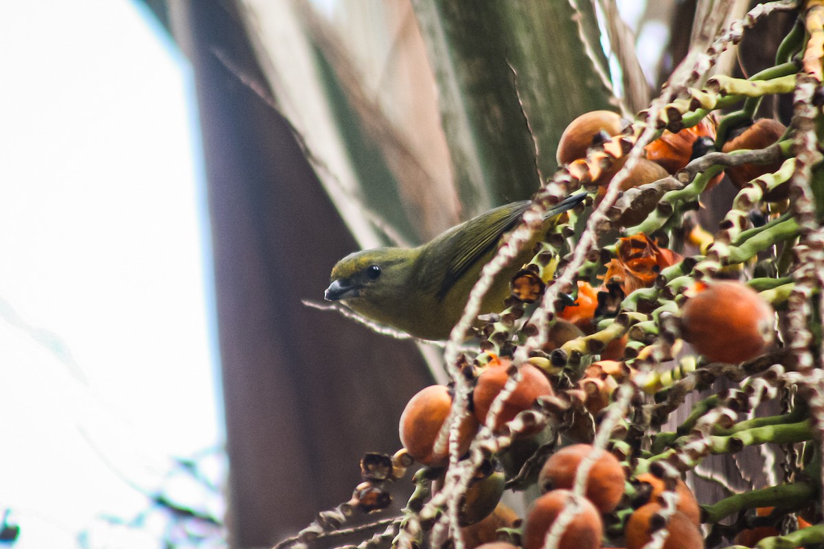 Violaceous Euphonia - ML647149367