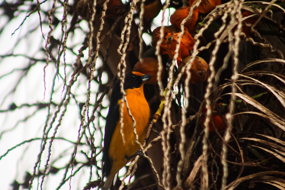 Violaceous Euphonia - ML647149368