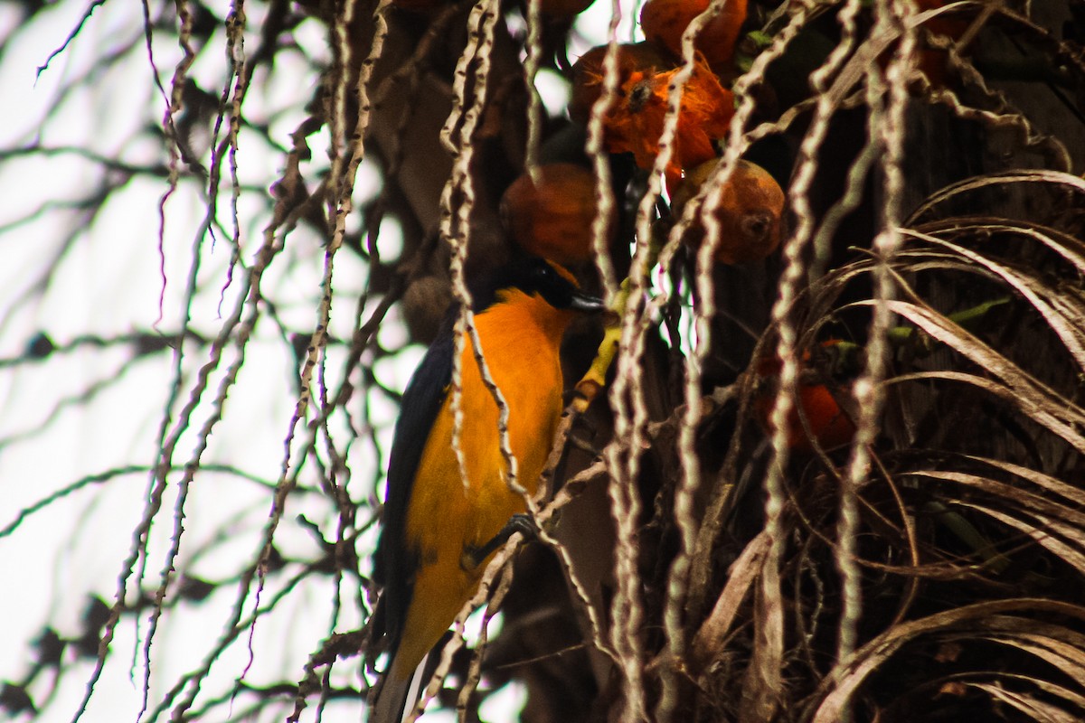 Violaceous Euphonia - ML647149369