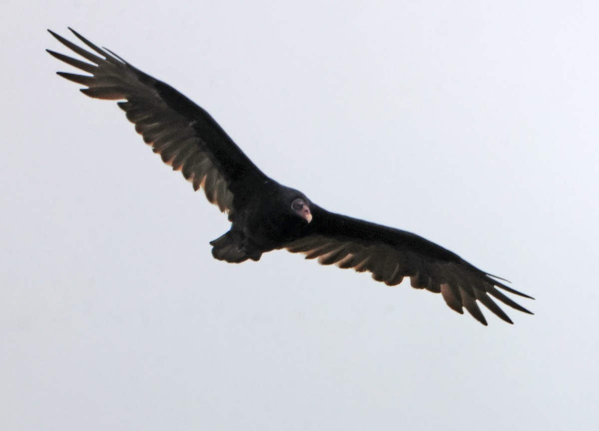 Urubu à tête rouge - ML647149379