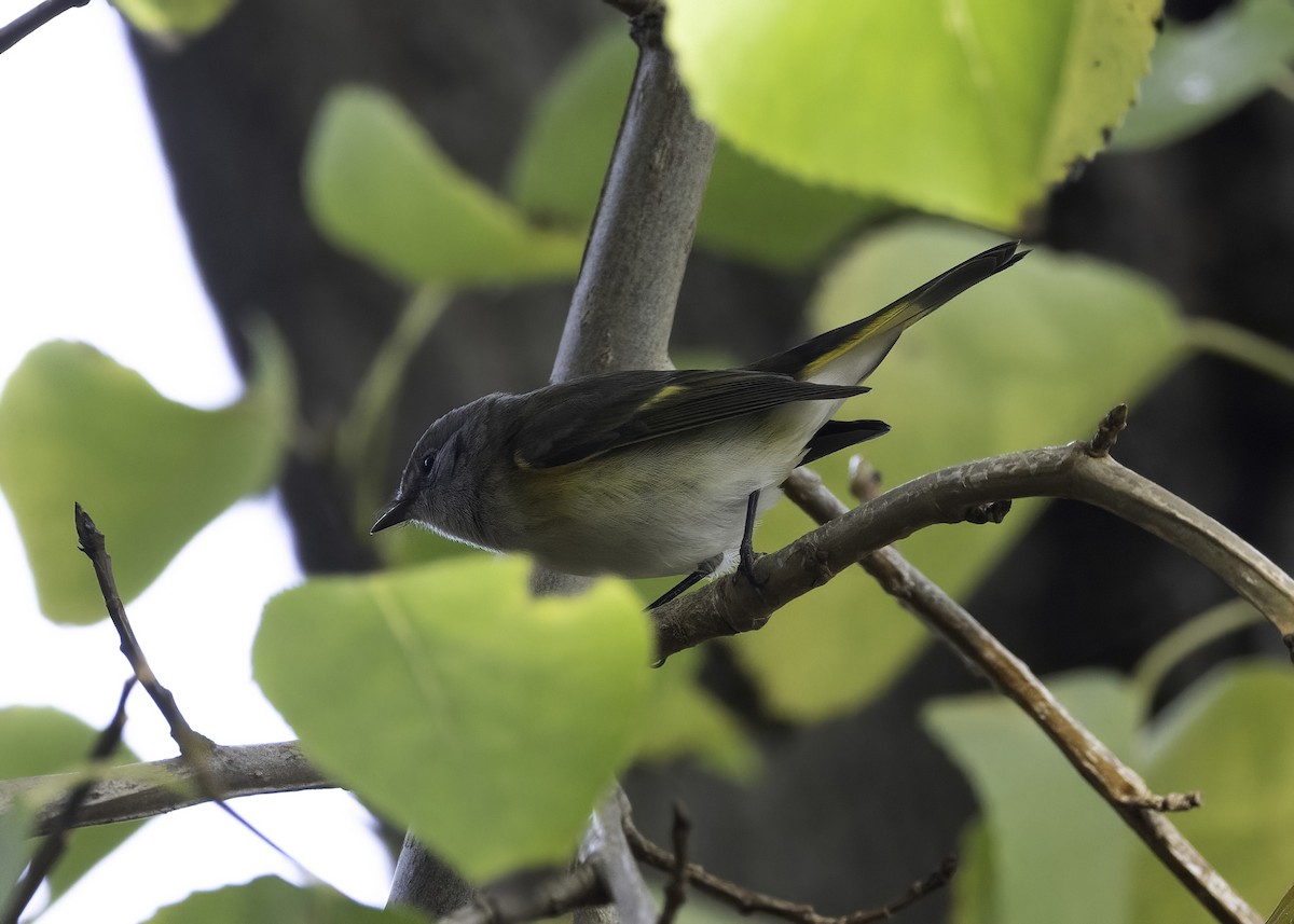 Горихвостковая древесница - ML647149401