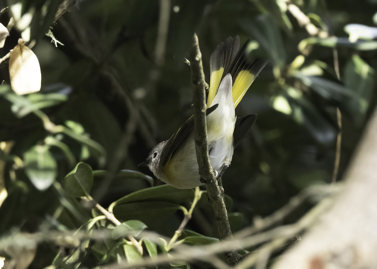 Горихвостковая древесница - ML647149402