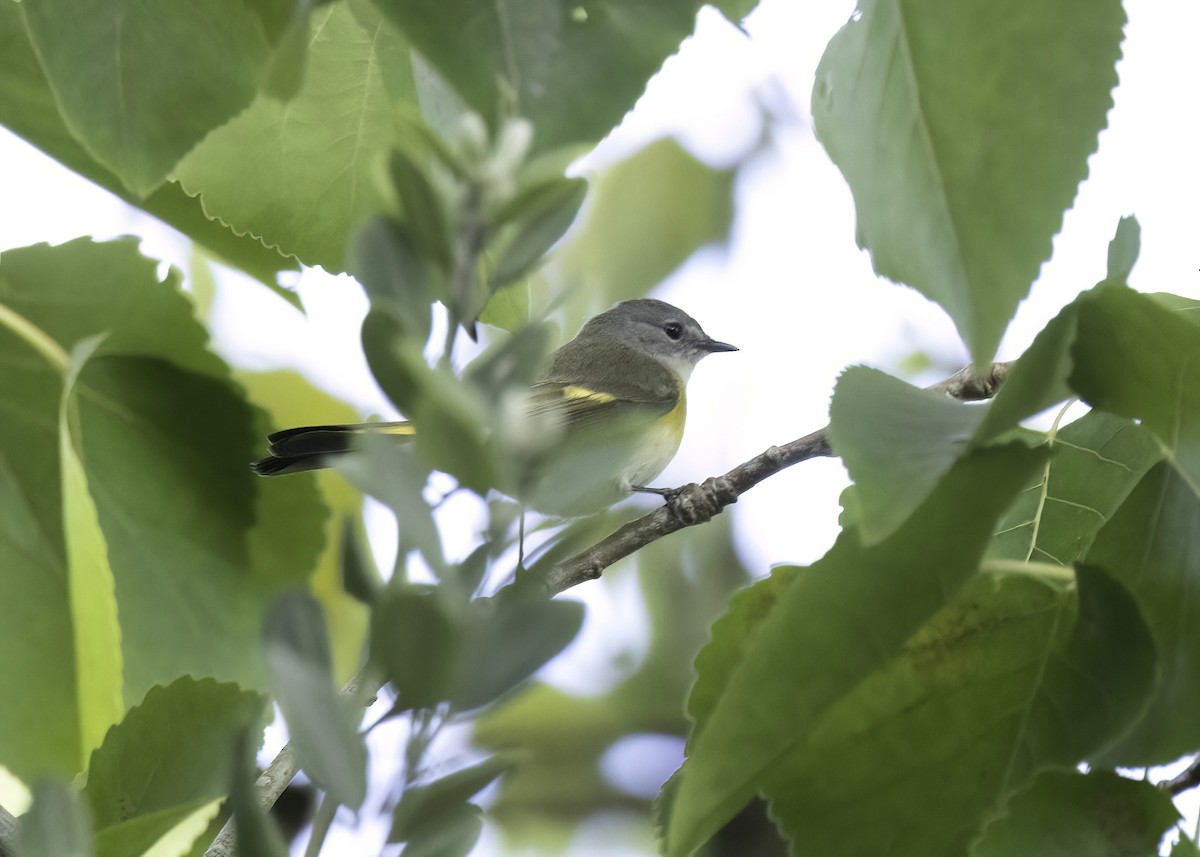 Горихвостковая древесница - ML647149403