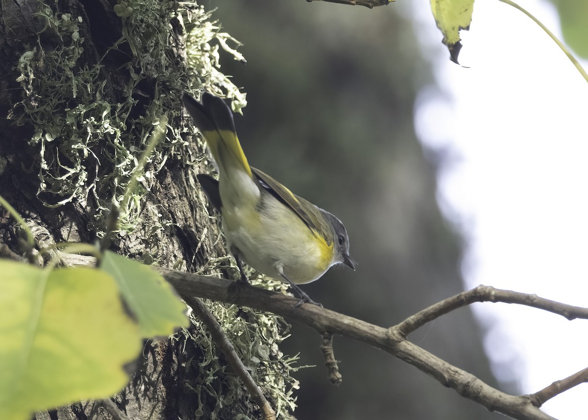 Горихвостковая древесница - ML647149404