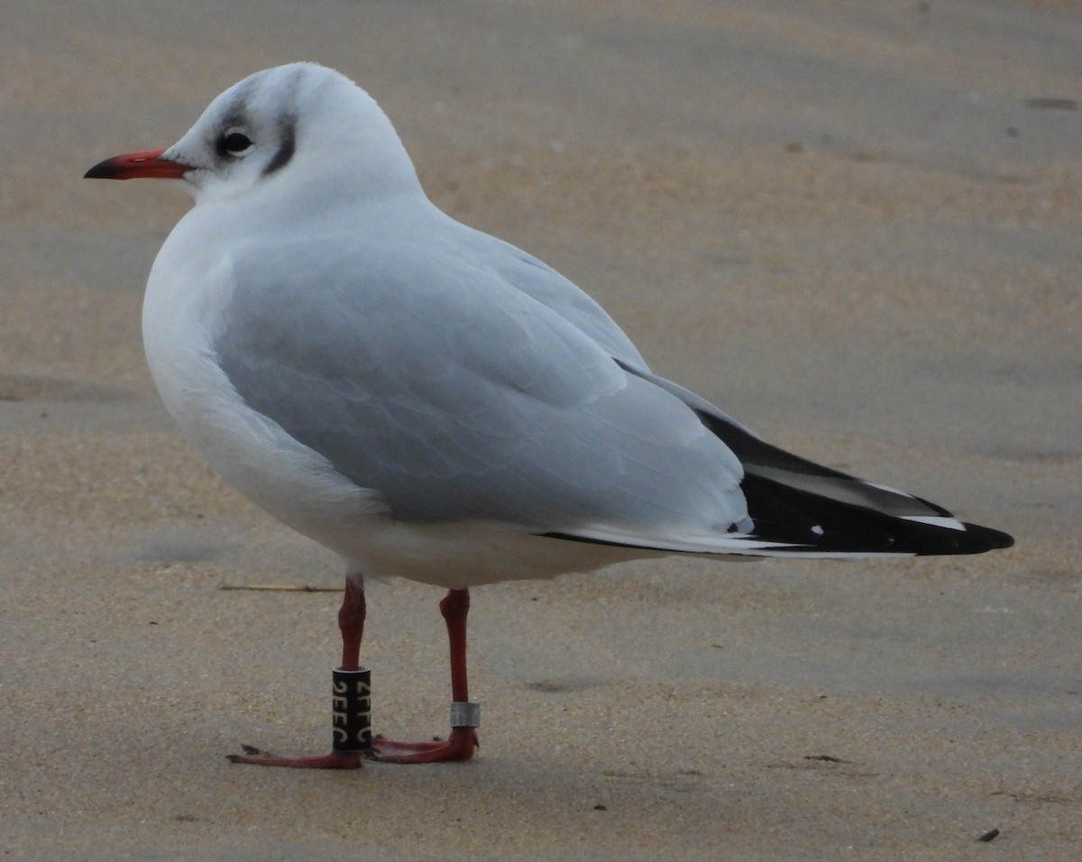 Black-headed Gull - ML647149405